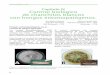 Capítulo IV Control biológico de chanchitos blancos con hongos …biblioteca.inia.cl/medios/biblioteca/boletines/NR37214.pdf · 2017-06-21 · Figura 9: Efecto de formulaciones