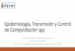 Epidemiología, Transmisión y Control de Campylobacter sppgrupomontevideo.org/ndca/casaludanimal/wp-content/uploads/2017/07... · Epidemiología de Campylobacter El 90% de los casos