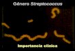 Presentación de PowerPoint - UNAMdepa.fquim.unam.mx/bacteriologia/pdfs/nuevos1018/... · 2018-10-11 · S. aureus: La liberación de la TSST-1 ocurre in situ; ésta se absorbe hacia