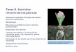 Tema 5. Nutrición mineral de las plantasocw.bib.upct.es/pluginfile.php/5386/mod_resource/content/1/Tema5.pdf · mineral de las plantas Elementos minerales. Concepto de mineral esencial
