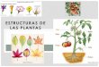 ESTRUCTURAS DE LAS PLANTAS - WordPress.com · primario, de raíces, tallos, hojas y flores. •Participa en la reparación de lesiones, almacenamiento de alimento y secreción de