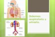 Sistemas respiratorio y urinario. · 2019-10-30 · proceso en el que se distinguen tres etapas: 1º. Filtración. Ocurre en el glomérulo (red de capilares de la arteriola aferente)