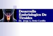 Desarrollo Embriologico De Tiroides · 08/03/2017  · —> Evaginación = Primordio de la Tiroides / Yema Tiroidea (Hueco). 30 @H=MDJGJBó< >GóID>< ČǼĐÀĐǼÀĎĜĈĂÄÀĐ