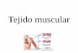 Tejido muscular - Webnode · 2015-04-24 · Tiene a su cargo el movimiento del cuerpo y el cambio de tamaño y forma de los órganos internos. Este tejido se caracteriza por poseer