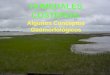 HUMEDALES COSTEROS - CONICETiado.conicet.gov.ar/images/stories/archivos/geologia...• Aporte de sedimentos • Estabilidad de la costa • Regiones climáticas 0 2 4 6 Deltas fluviales