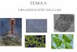 T.6.- Organización celulariesvinalopo.com/.../2016/11/T.6.-Organización-celular.pdf · 2016-11-28 · 3.- Cultivo celulares Mantener vivas células aisladas de organismo pluricelular