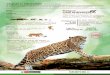 Jaguar u Otorongo (Panthera onca) · 2018-10-25 · Ministerio de Agricultura y Riego Jaguar u Otorongo (Panthera onca) Es el felino más grande de América y el tercero más grande