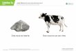 Lámina 1a ¿Qué diferencia una vaca de una roca? Clase 1 Unidad ... · Unidad: Microorganismos y barreras defensivas del cuerpo humano Presentación Tamaño maqueta Terminaciones