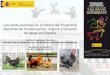 Las razas avícolas en el marco del Programa Nacional de ... · Las razas avícolas en el marco del Programa Nacional de Conservación, mejora y fomento de razas en España Montse