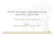 Morfo-fisiología reproductiva en bovinos y porcinoss1047d5f663416975.jimcontent.com/download/version/1444258879/module... · Morfo-fisiología reproductiva en bovinos y porcinos