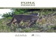 PROYECTO - Fundación Azarafundacionazara.org.ar/img/otras-publicaciones/proyecto-Puma.pdf · El puma es un gran carnívoro con potencial de atacar al ganado y, en raras ocasiones,