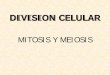 DIVISION CELULAR - Clases Particulares 092686953...DIVISION CELULAR MITOSIS Y MEIOSIS MITOSIS. • División celular simple. • Realizada por las células somáticas. • Se originan