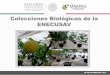 Colecciones Biológicas de la ENECUSAVsinavef.senasica.gob.mx/Eventos/Content/Multimedia... · de la ENECUSAV Manejo. La colección de virus y viroides de la ENECUSAV es la colección