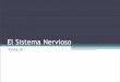 El Sistema Nervioso - WordPress.com · Vías de entrada y vías de salida. Células nerviosas (dibujos de Ramón y Cajal) Cuerpo celular Dendritas Axón Neurona presináptic a Neurona
