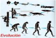 Presentación de PowerPoint°Medio... · 2.1 Evidencias evolutivas Corresponden a registros que permiten entender el proceso evolutivo. Hay evidencias directas, que se manifiestan
