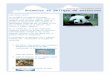 Family holiday newsletter - Weebly · Web viewLa tortuga de mar: Pesca comercial.Para terminar, las especies anteriormente mencionadas, son 5 de las más de 100 especies por desaparecer