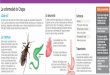 La enfermedad de Chagas Cómo prevenirla: ¿Qué es? …zonas de clima cálido y seco, sólo puede transmitir la enfermedad si adquirió el parásito Tripanosoma cruzi al alimentarse