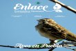 Aves en Pueblajardinetnobotanicocholula.org/wp-content/uploads/2018/11/06.-Revista-ENLACE-Noviembre...En el sur de Alaska anida un ave de 8 centímetros que realiza el viaje más largo