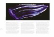 Tonicia schrammirepositorio.geotech.cu/jspui/bitstream/1234/1431/95/104... · 2019-10-05 · Moluscos (filum Mollusca). Uno de los grupos de invertebrados más numerosos y extendidos
