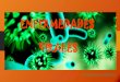 Presentación de PowerPoint · organismo es invadido por virus PATÓGENOS que pueden adherirse a la superficie de células y pueden causar enfermedades contagiosas. NOTA : Los virus