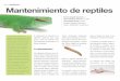 Mantenimiento de reptilesaxonveterinaria.net/web_axoncomunicacion/auxiliarveterinario/1/1_Mantenimiento...como es el caso del lagarto cornu-do (Phrynosoma sp.), el cual se ali-menta