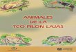 ANIMALES DE LA TCO PILÓN LAJAS - PROEIB Andes · 5 ANIMALES DE LA TCO PILÓN LAJAS-Se encuentra en el bosque bajo, en los chaparrales y en la serranía; principalmente vive en los
