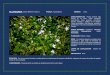 Hojas y flor Hojas y capullo de la flor - ADENEleñosa en su base. Tallos herbáceos ascendentes. Hojas opuestas, pecioladas, enteras, blandas y glabras en el margen. Flores azul pálidas