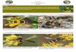 › taxofoto › sites › ... · Ceriana Clave de Especies - Biodiversidad Virtual2013-05-01 · Ceriana Clave de Especies Ref: Dip.5 (20/09/12) 1.- (1a)Escutelo amarillo.Parte anterior