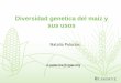 Diversidad genetica del maiz y sus usos · 2018-05-22 · Diversidad genetica del maiz y sus usos Natalia Palacios n.palacios@cgiar.org . ... fitatos, sintesis de lisina, vitamina