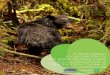 PLÁN DE MANEJO Y CONSERVACIÓN DEL OSO ANDINO (Tremarctos ornatus) EN LA ... · 2018-11-26 · analisis de distribucion pontencial del oso andino en la jurisdiccion de la car 