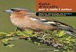 Guia d'ocells - Cossetània Edicions · 2014-10-03 · La veu dels ocells, el cant, es produeix en un òrgan especial que es diu siringe, no pas a les cordes bucals com passa amb