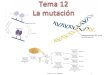 Tema 11: La mutación 12012%20la%20... · Mutagénesis química y física Reparación del DNA Mutación y cáncer. 3 Daño y mutación en el DNA. 4 Mecanismos de reparación del DNA
