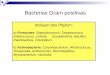 Bacterias Gram positivas - jamontaraz.files.wordpress.com · a) Coagulasa b) Hialuronidasa c) Lipasas d) Nucleasas (ADN) III. Exotoxinas: a) Hemolisinas b) Leucocidinas (destrucción