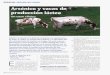 Arsénico y vacas del producción lácteaco se acumulará en la sangre de animales intoxicados. Por tanto, se puede suponer un déficit en la fer-mentación ruminal por este proce-so