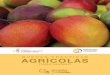 BUENAS PRÁCTICAS AGRÍCOLAS - Agrocalidaden los procedimientos en Buenas Prácticas Agrícolas para Mango en todas sus etapas, orientadas a asegurar la inocuidad de los alimentos,
