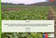 PROYECTO - INIA · 2016-09-28 · proyecto “desarrollo y validaciÓn de un estÁndar de calidad que aplicado por proveedores de hortalizas de hojas al sector pÚblico y privado