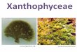 Xanthophyceae - uncor...-Unicelulares (cocoides, flagelados o ameboides), algunos filamentosos coloniales, uni y multinucleados. -Dos flagelos, uno liso y otro barbulado -Pigmentos: