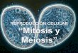 REPRODUCCIÓN CELULAR “Mitosis y Meiosis” · Mitosis o Una vez que se arma el huso mitótico, sus fibras (microtúbulos) se unen a los cromosomas, a nivel del cinetocoro de cada
