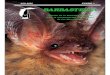 Barbastella - SECEMUsecemu.org/wp-content/uploads/2016/12/barbastela1.pdf · Comité Internacional de Nomenclatura Zoológica los nombres Pipistrellus pipistrellus(que se corres-pondería