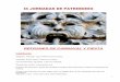 IX JORNADAS DE PATRIMONIO - Weeblypatrominocarnaval.weebly.com/uploads/1/4/1/6/14161655/7... · 2019-09-05 · 1 IX JORNADAS DE PATRIMONIO REFRANES DE CARNAVAL Y FIESTA CARNAVAL Alegrías,