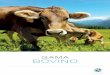 GAMA BOVINO - covivet.com · Indicado para el tratamiento de las enfermedades respiratorias bovinas en los casos en los que la experiencia clínica, apoyada siempre que sea posible