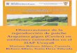 Observaciones de la reproducción de paiche Arapaima gigas ... paiche/pld1827.pdf · Los reproductores de paiche se crían en estanques semi naturales de 1,000 a 5,000 m2 de espejo