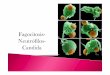 El proceso de fagocitosis comprende varios...El proceso de fagocitosis comprende varios pasos secuenciales: quimiotaxis, adherencia de las partículas antigénicas a la superficie
