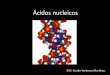 Ácidos nucleicos - Biologia nucleicos.pdf · ESTRUCTURA TERCIARIA •Es la forma en la que se compacta el ADN en un volumen muy reducido. PROCARIONTES: •Una sola molécula de ADN