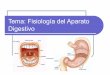 Tema: Fisiología del Aparato Digestivo · Etapas del proceso digestivo lIngestión: Los alimentos son triturados por los dientes y mezclados con la saliva. lDigestión: Las enzimas