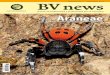 BV news Especial 1. Araneae - Biodiversidad Virtual · Thomisidae, las bien conocidas arañas cangrejo, que acechan a sus presas entre los estambres de las flores y así con tan poderoso