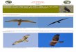 Falconiformes Clave de Familias - Biodiversidad Virtual · Falconiformes Clave de Familias Ref: Ave.1 (7/10/11) 2- (2a) Cabeza blanca con antifaz negro y que presenta un pequeño