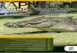 AGRO HUMANOS Y COCODRILOS PRODUCTIVIDAD Crocodylus … · 69 la comunidad de las aves en tres hÁbitats de la planicie de tabasco, mÉxico 74 sistemas agrÍcolas como refugio de herpetofauna