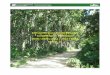 ESTADÍSTICAS FORESTALES COMPENDIO PERÍODO 2009 / …STICO-2009-2013-A.pdfCuadro 14a – b - c - d. Producción nacional de madera en rola por especie y tenencia de la tierra (m3