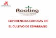 EXPERIENCIAS EXITOSAS EN EL CULTIVO DE ESPÁRRAGO · el cultivo de espÁrrago . ... 2,000 3,000 4,000 5,000 6,000 rooting 3lt/ha testigo a efecto de rooting sobre el rendimiento de